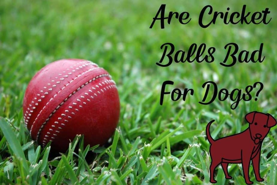 Are Cricket Balls Bad for Dogs? (Tips & Warnings) Racket Rampage