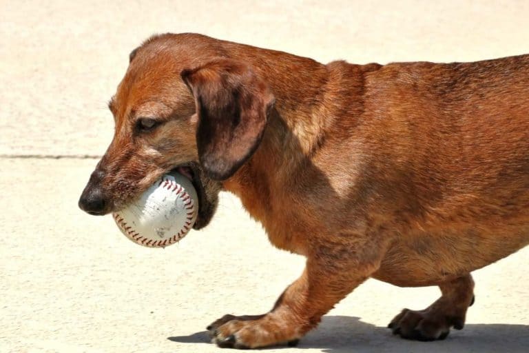 Can Your Dog Eat A Baseball? (Tips & Warnings)